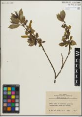 Foto von Salix pentandra L.